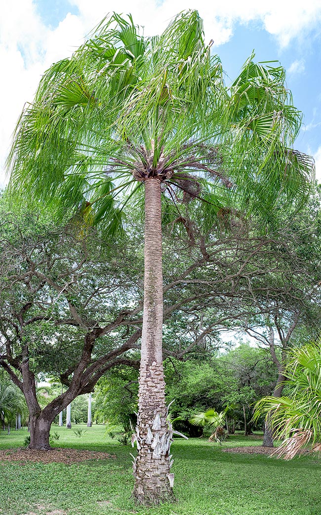 Livistona nitida, Arecaceae, Carnarvon gorge fan palm 
