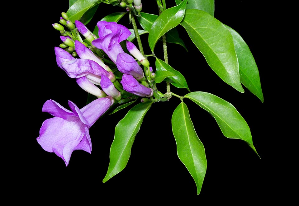 Mansoa alliacea, Bignoniaceae, amethyst vine, garlic vine