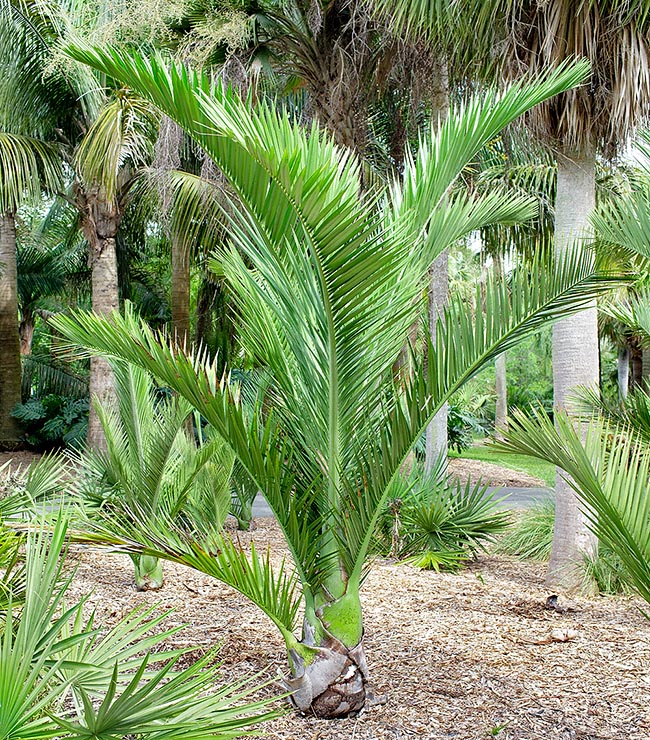 Pseudophoenix ekmanii, Arecaceae, Dominican cherry palm
