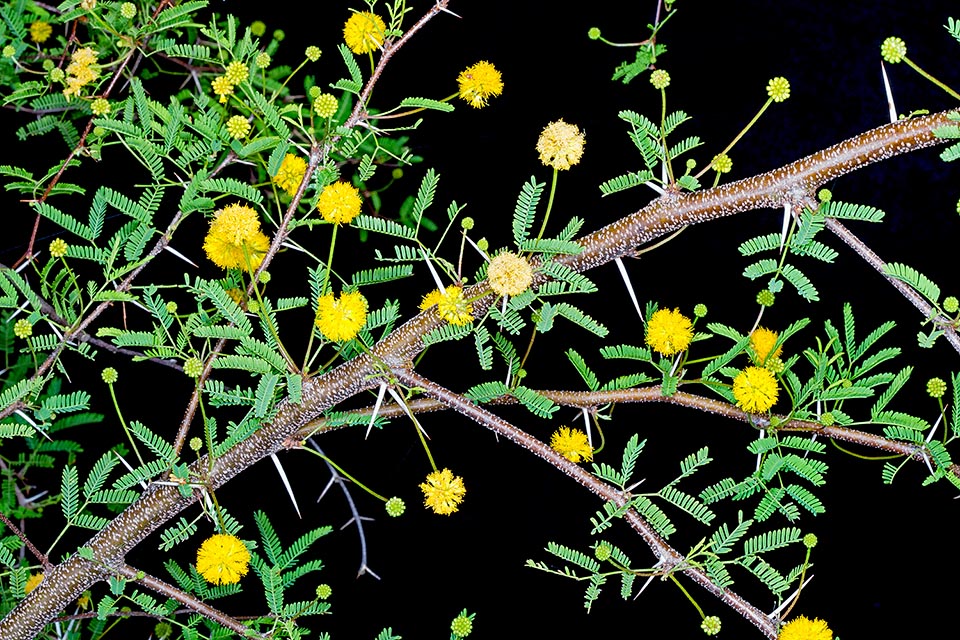 Acacia pinetorum, Fabaceae, Florida acacia, pine acacia, pineland acacia, pineland wattle