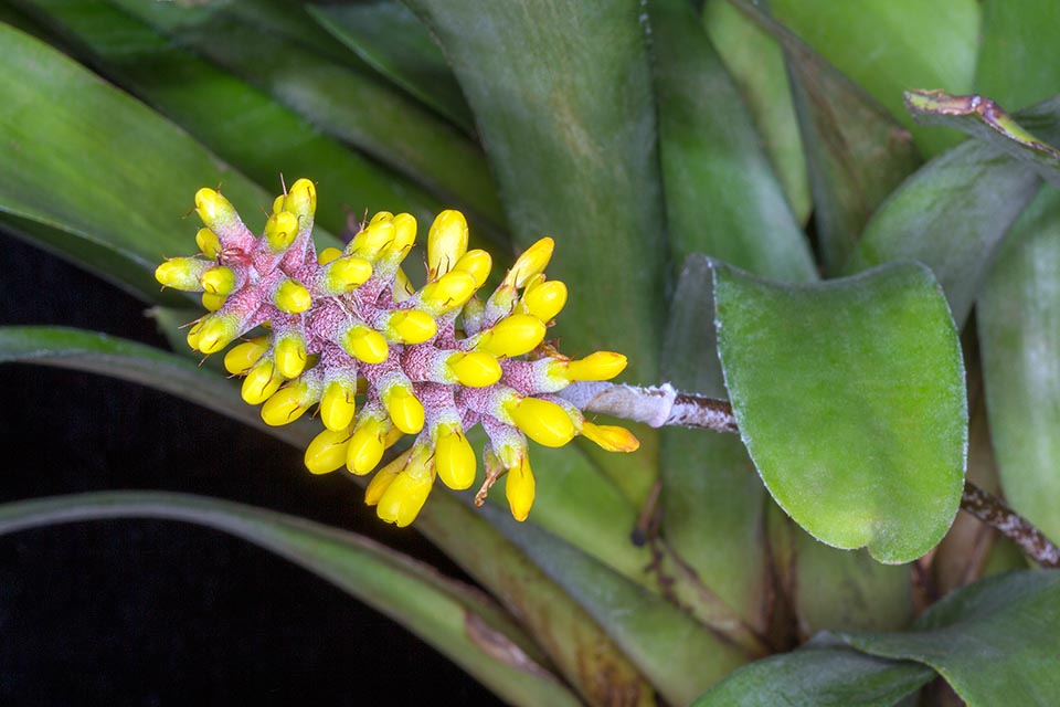 Aechmea blumenavii, Bromeliaceae