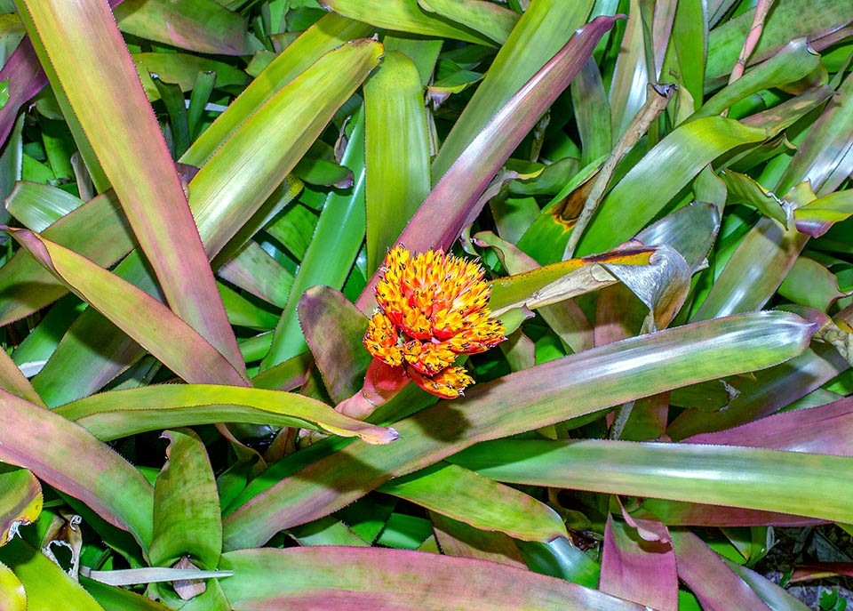 Aechmea cephaloides, Bromeliaceae