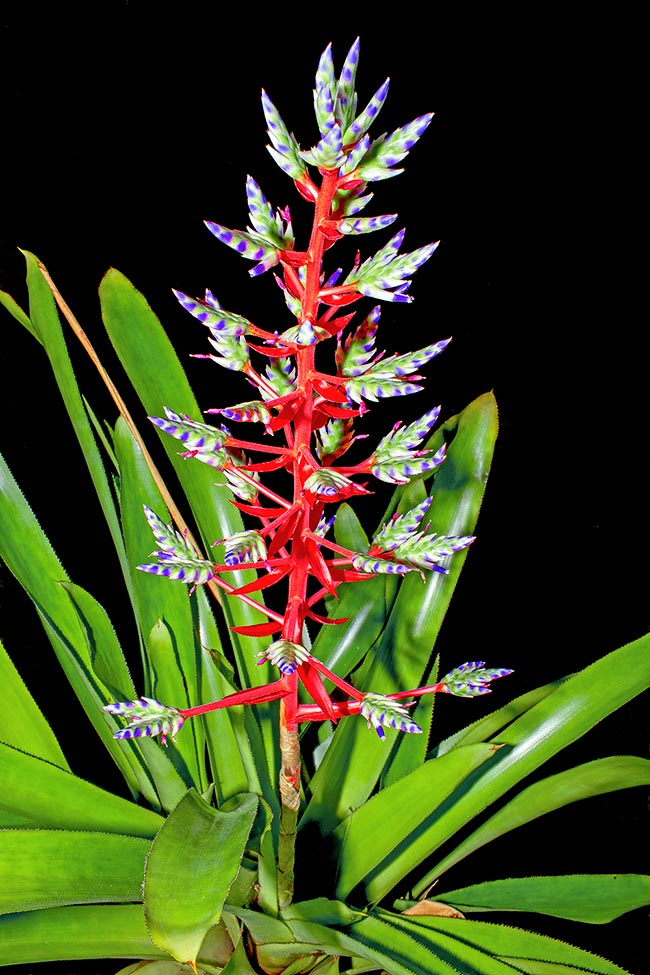 Aechmea dichlamydea, Bromeliaceae