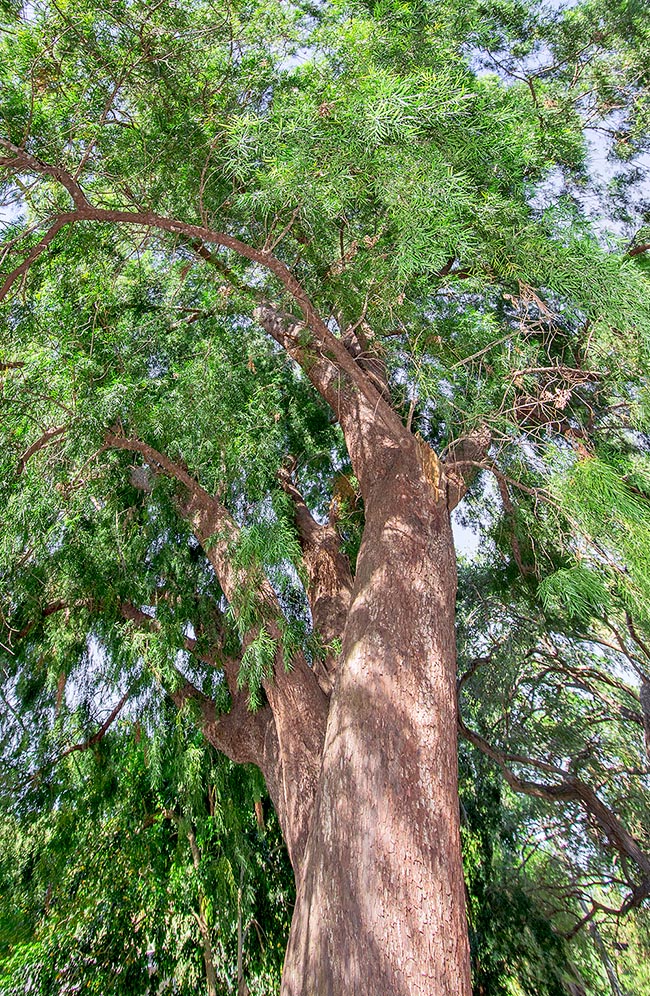 Afrocarpus gracilior, Podocarpaceae