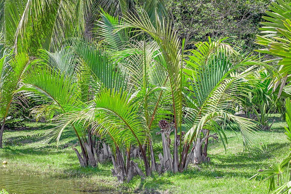 Nypa fruticans, Arecaceae