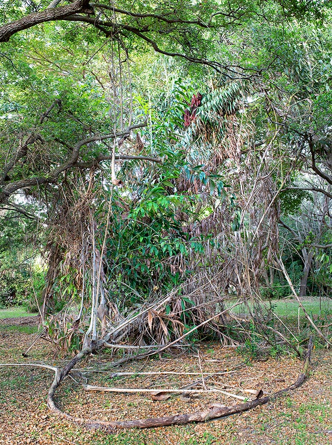 Plectocomia elongata, Arecaceae, giant rattan palm 