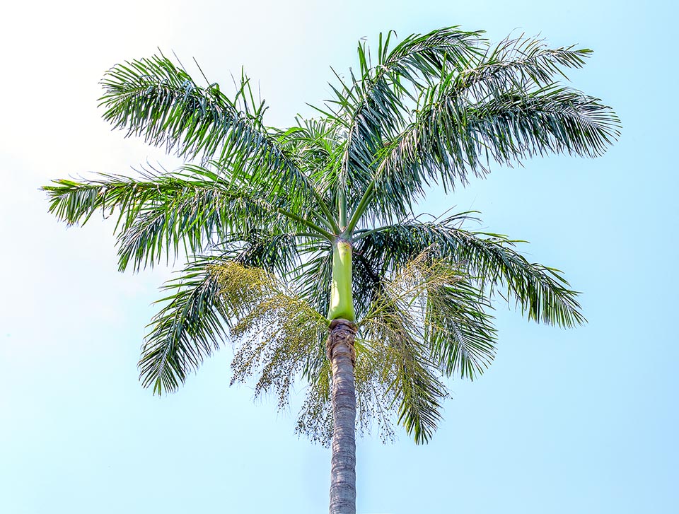 Roystonea princeps, Arecaceae, marsh cabbage, morass cabbage palm, morass royal palm, swamp royal palm 