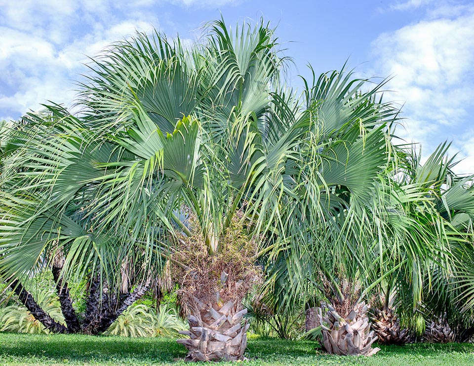 Sabal bermudana, Arecaceae