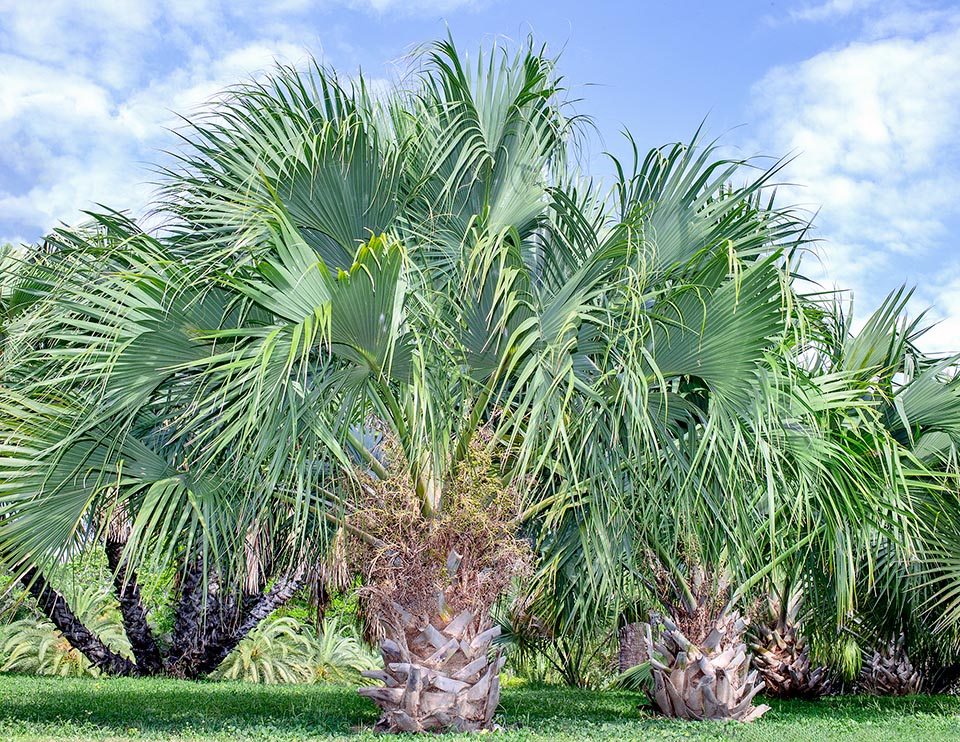 Sabal bermudana, Arecaceae, Bermuda palm, Bermuda palmetto, bibby-tree