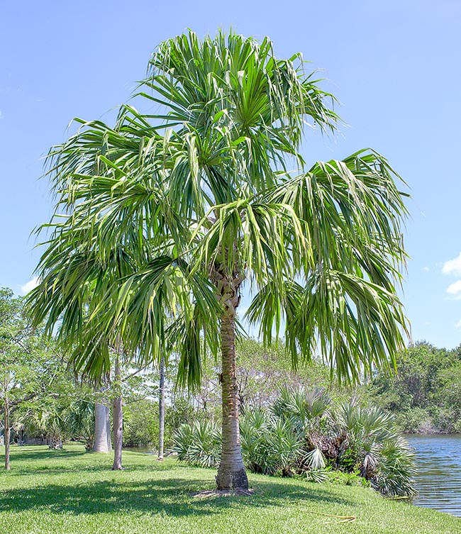 Sabal mauritiiformis, Arecaceae, Palme
