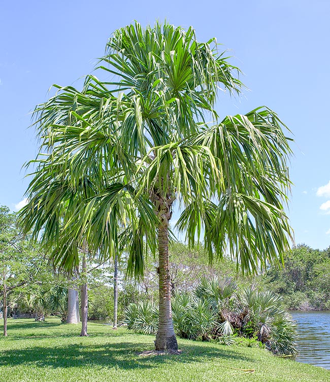 Sabal mauritiiformis, Arecaceae