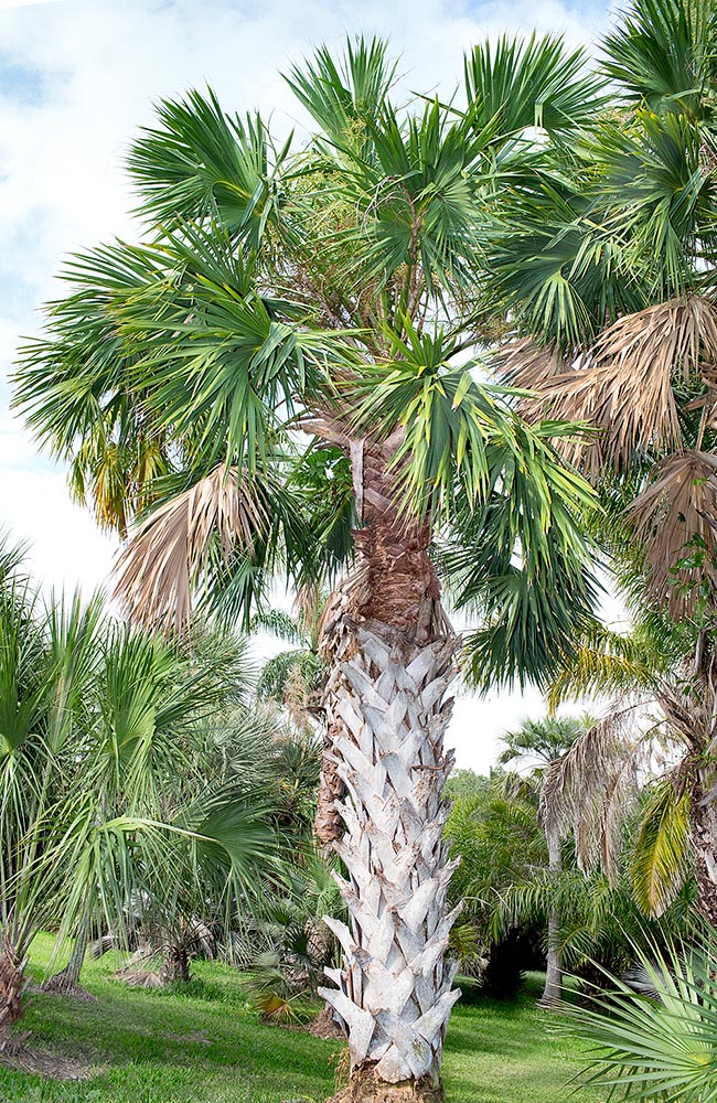 Sabal mexicana, Arecaceae, Mexican palmetto, Rio Grande palmetto, Texas palmetto, Victoria palmetto