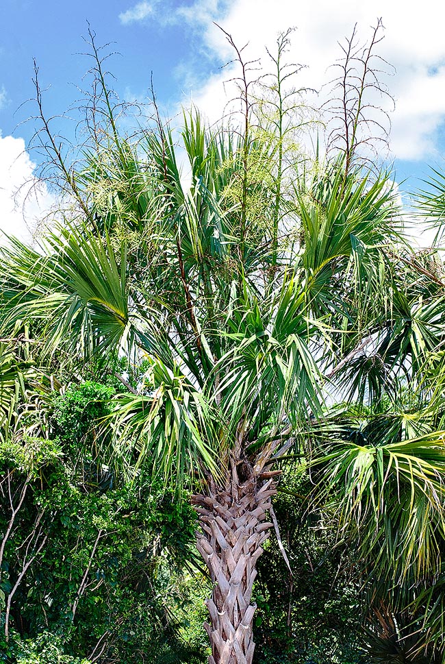 Sabal yapa, Arecaceae