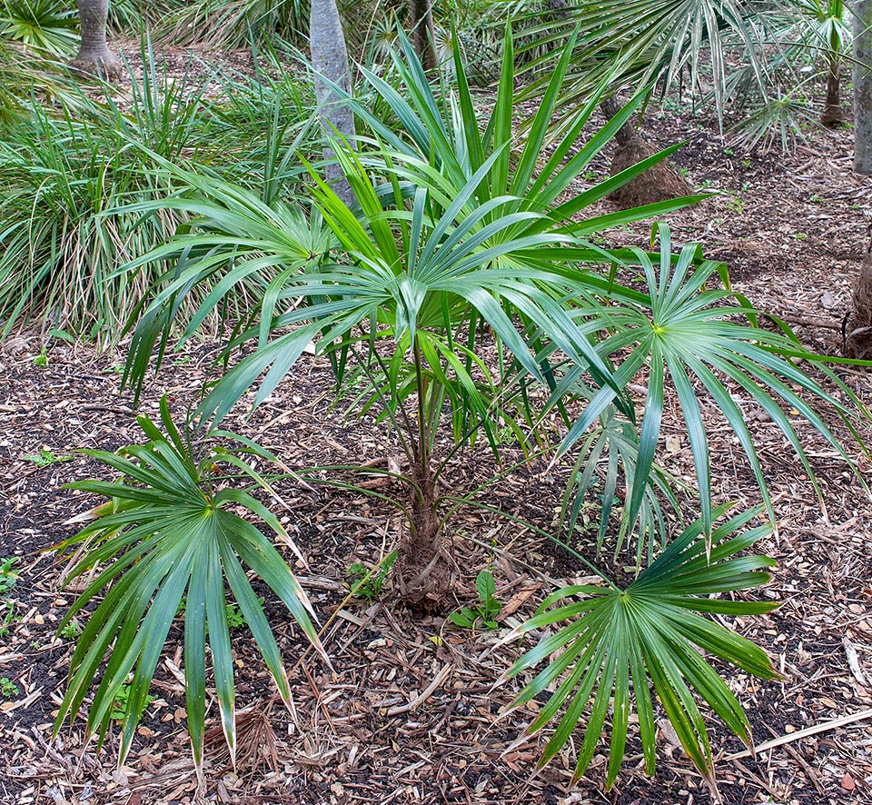 Schippia concolor, Arecaceae, mountain palmetto, mountain pimento, silver pimento, silver thatch