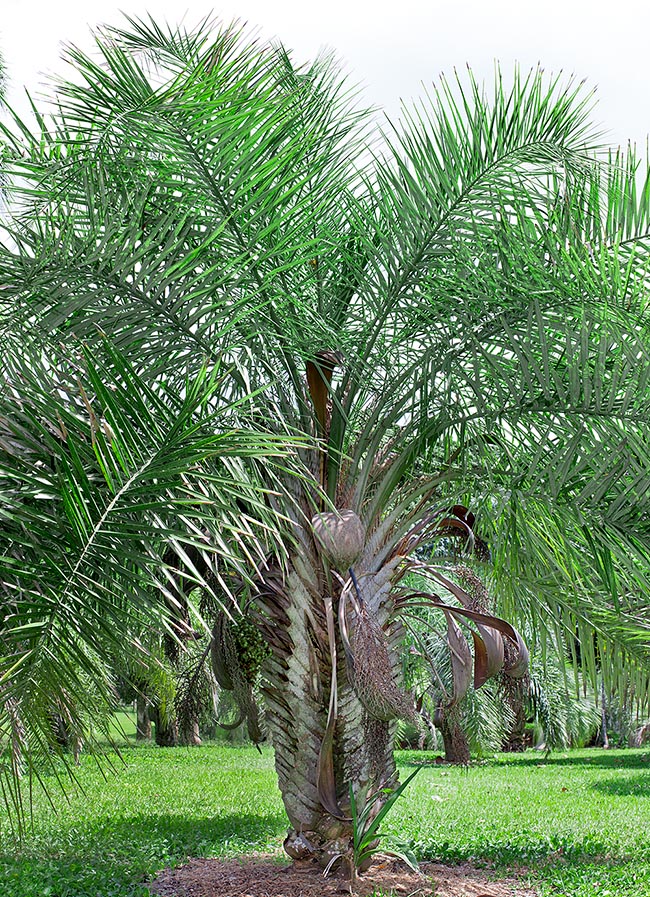 Syagrus coronata, Arecaceae