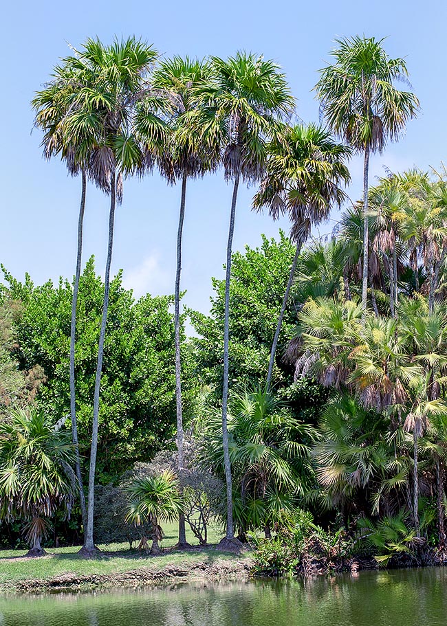Thrinax radiata, Arecaceae, Florida thatch, Jamaican thatch, saltwater palmetto, sea thatch, silk-top thatch palm, thatch palm, top thatch palm