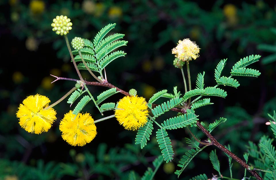 Acacia pinetorum, Fabaceae, Florida acacia, pine acacia, pineland acacia, pineland wattle