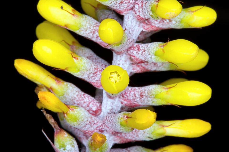 Aechmea blumenavii, Bromeliaceae
