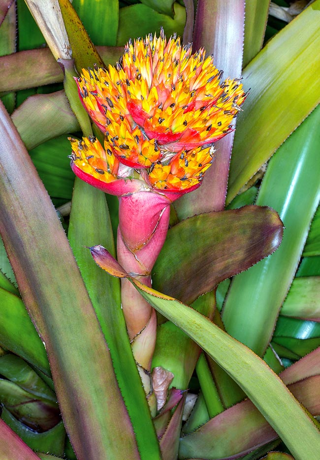 Aechmea cephaloides, Bromeliaceae