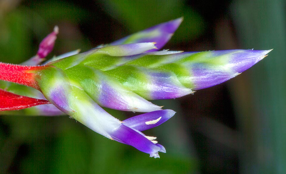 Aechmea dichlamydea, Bromeliaceae