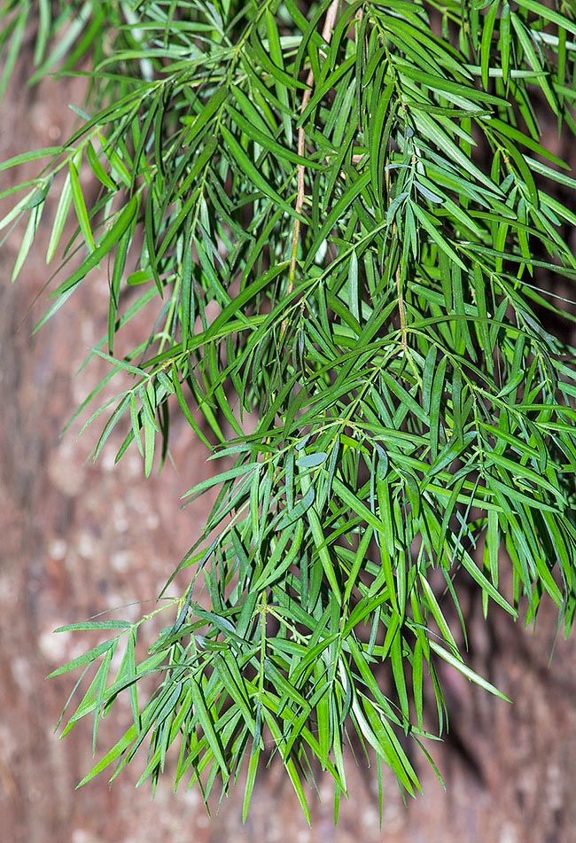 Afrocarpus gracilior, Podocarpaceae