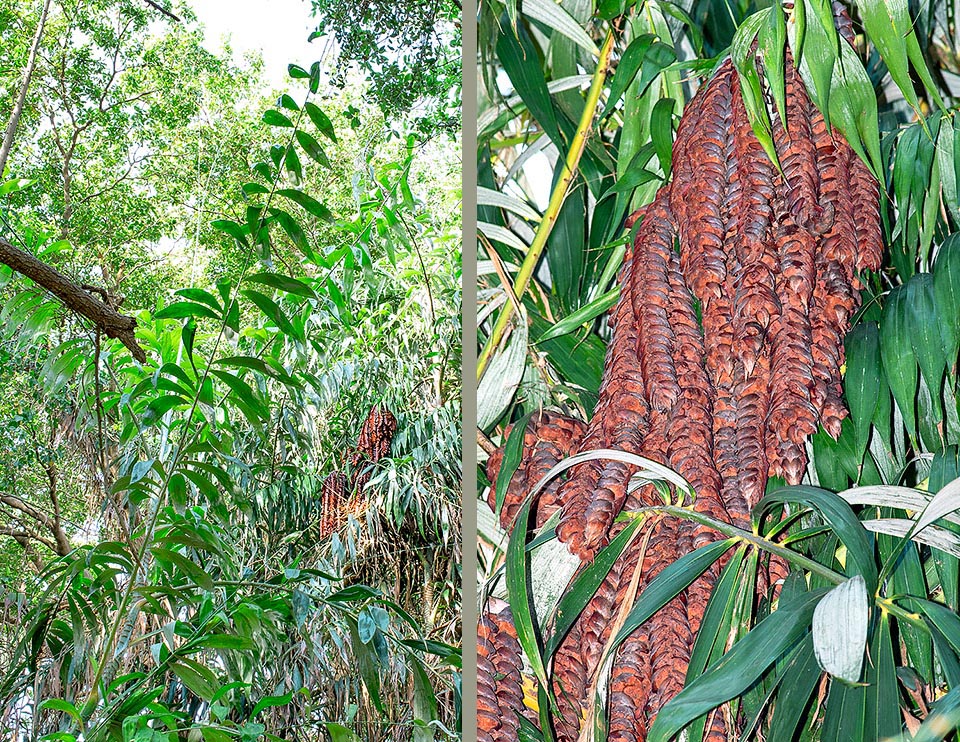 Plectocomia elongata, Arecaceae, giant rattan palm 
