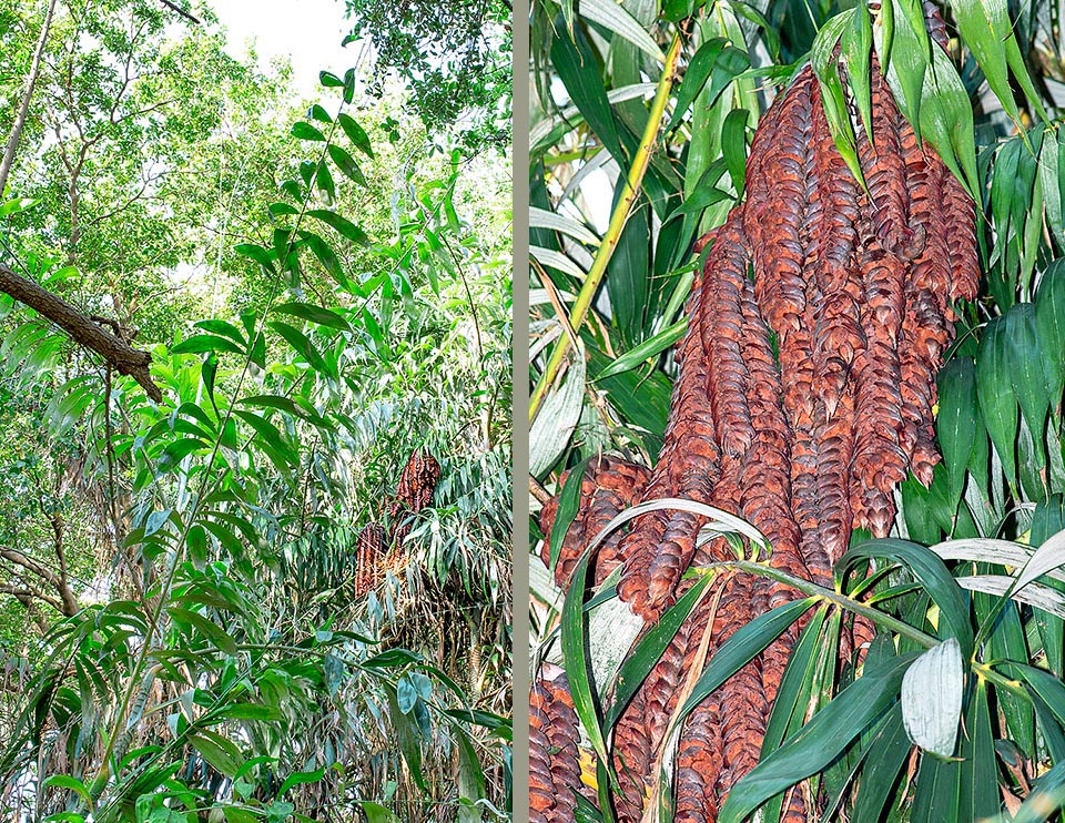 Plectocomia elongata, Arecaceae