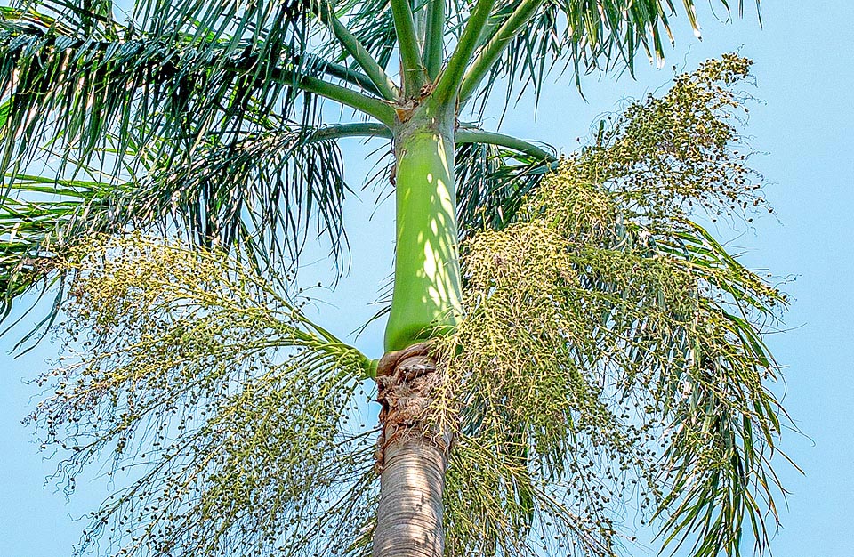 Roystonea princeps, Arecaceae, marsh cabbage, morass cabbage palm, morass royal palm, swamp royal palm 