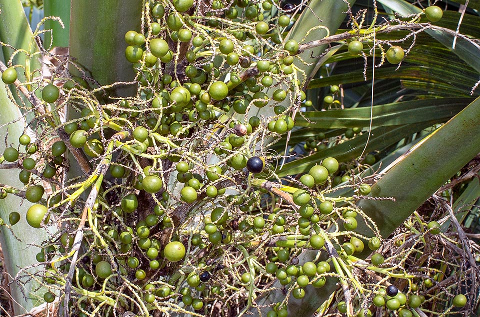 Sabal bermudana, Arecaceae, Bermuda palm, Bermuda palmetto, bibby-tree