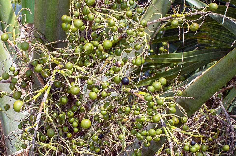 Sabal bermudana, Arecaceae