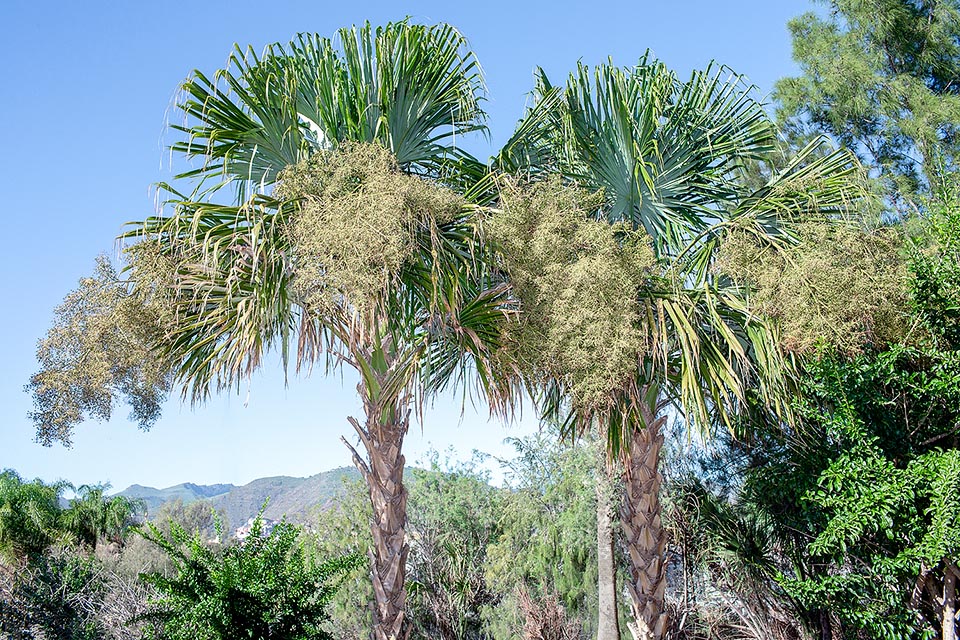 Sabal mauritiiformis, Arecaceae, bay-leaf palm, bay palmetto