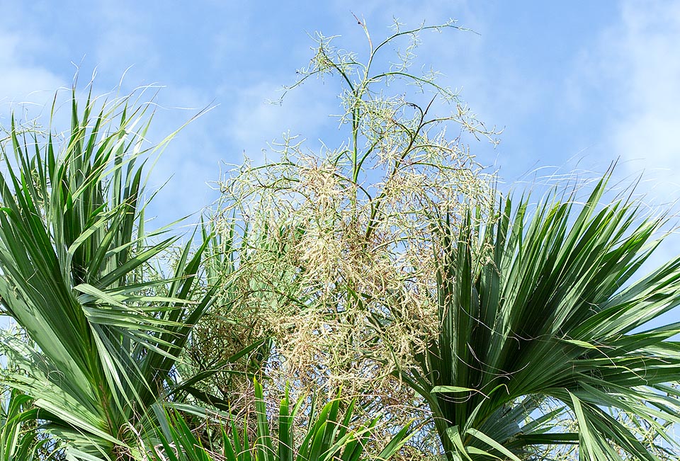 Sabal mexicana, Arecaceae, Mexican palmetto, Rio Grande palmetto, Texas palmetto, Victoria palmetto