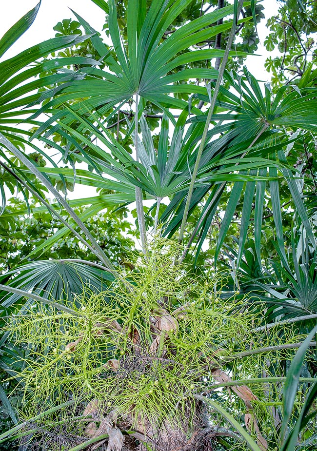 Schippia concolor, Arecaceae, mountain palmetto, mountain pimento, silver pimento, silver thatch