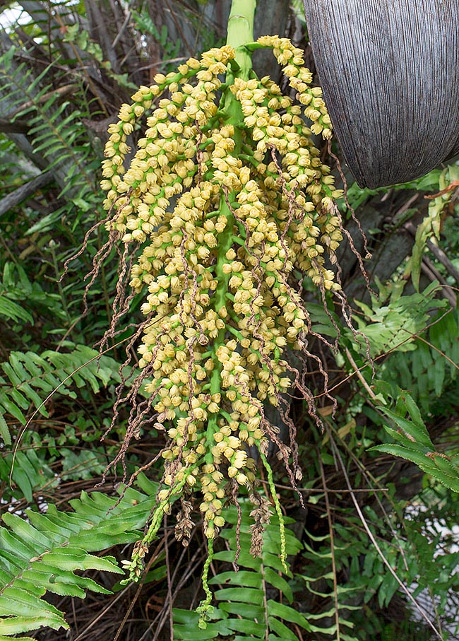 Syagrus coronata, Arecaceae