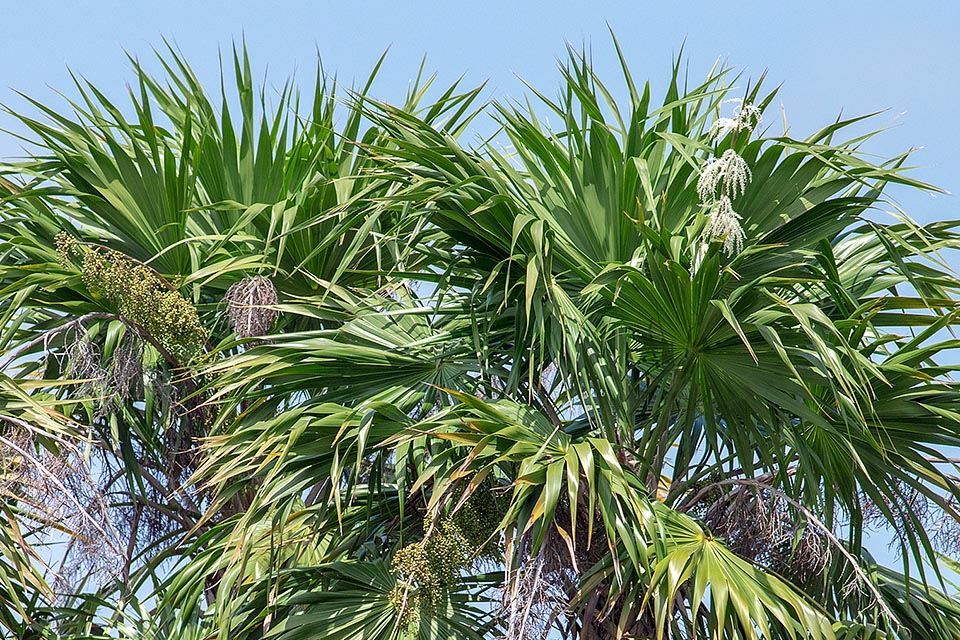 Thrinax radiata, Arecaceae, Florida thatch, Jamaican thatch, saltwater palmetto, sea thatch, silk-top thatch palm, thatch palm, top thatch palm