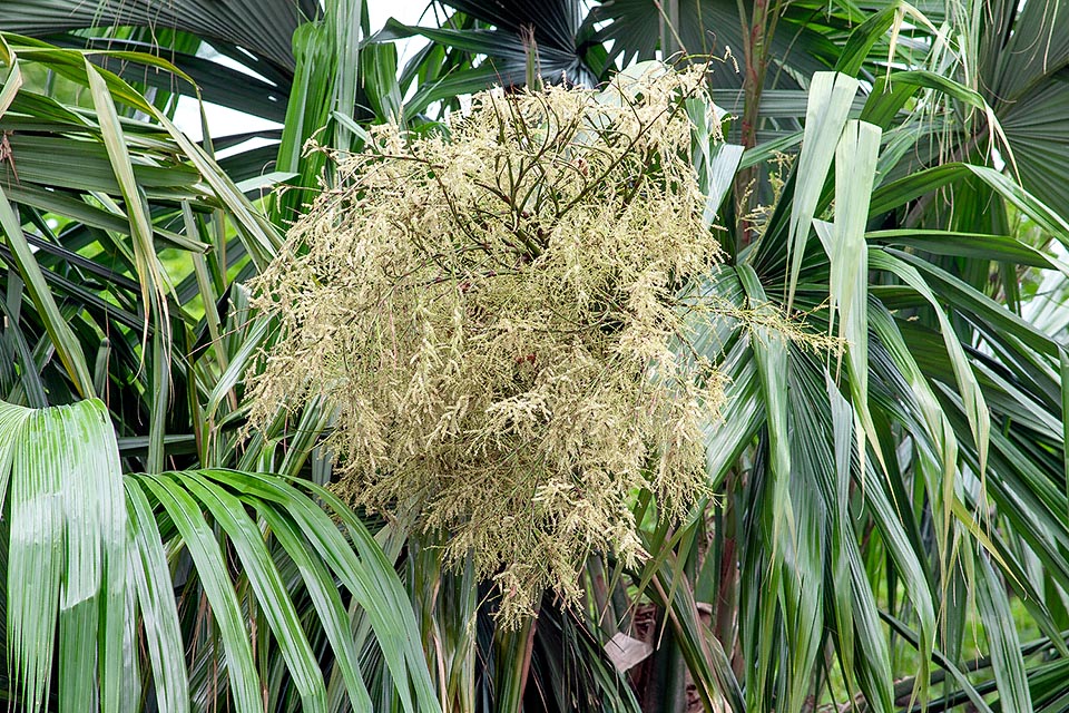 Sabal mauritiiformis, Arecaceae, bay-leaf palm, bay palmetto