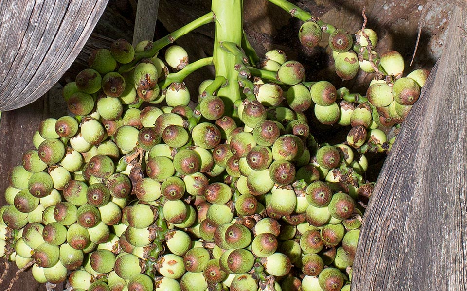 Syagrus coronata, Arecaceae