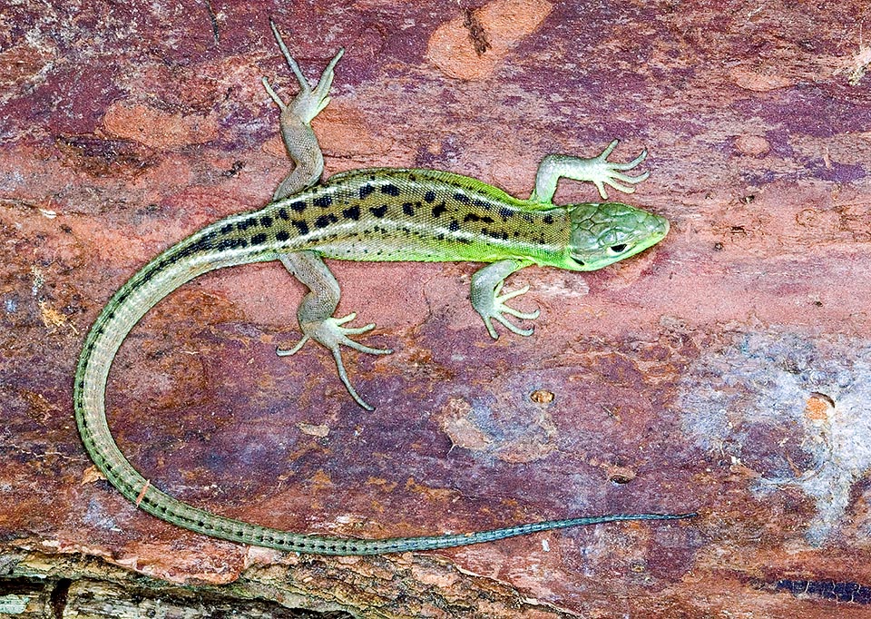 Lacerta bilineata, Lacerta viridis, Western green lizard, Lacertidae