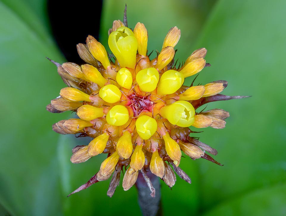 Aechmea calyculata, Bromeliaceae