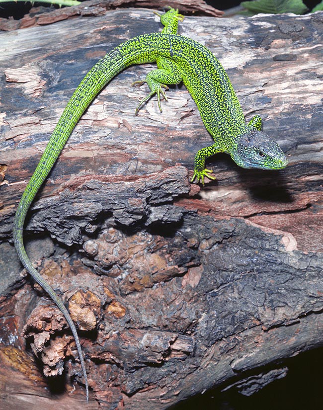 Lacerta bilineata, Lacerta viridis, Ramarro occidentale, Lacertidae