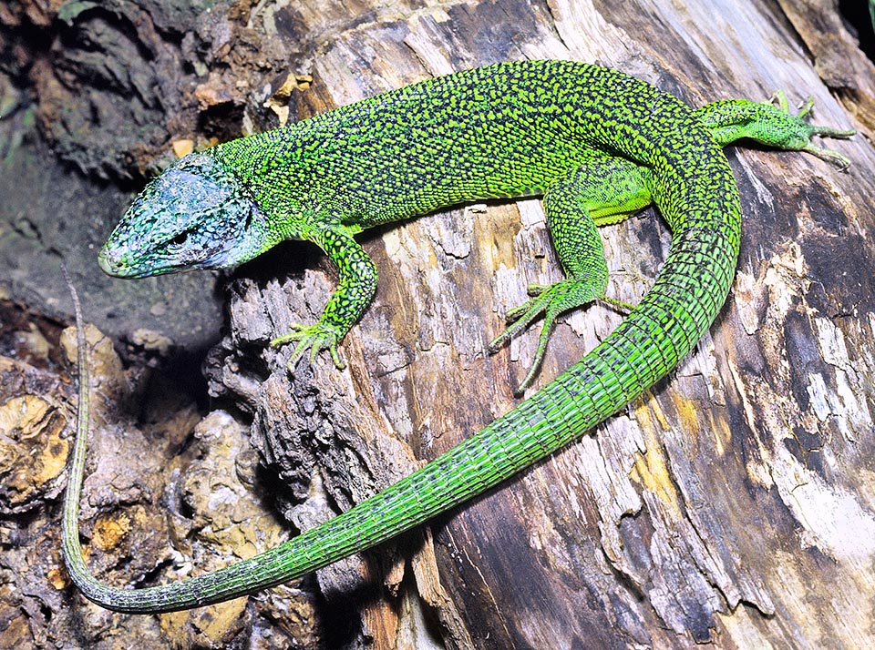 Lacerta bilineata, Lacerta viridis, Western green lizard, Lacertidae