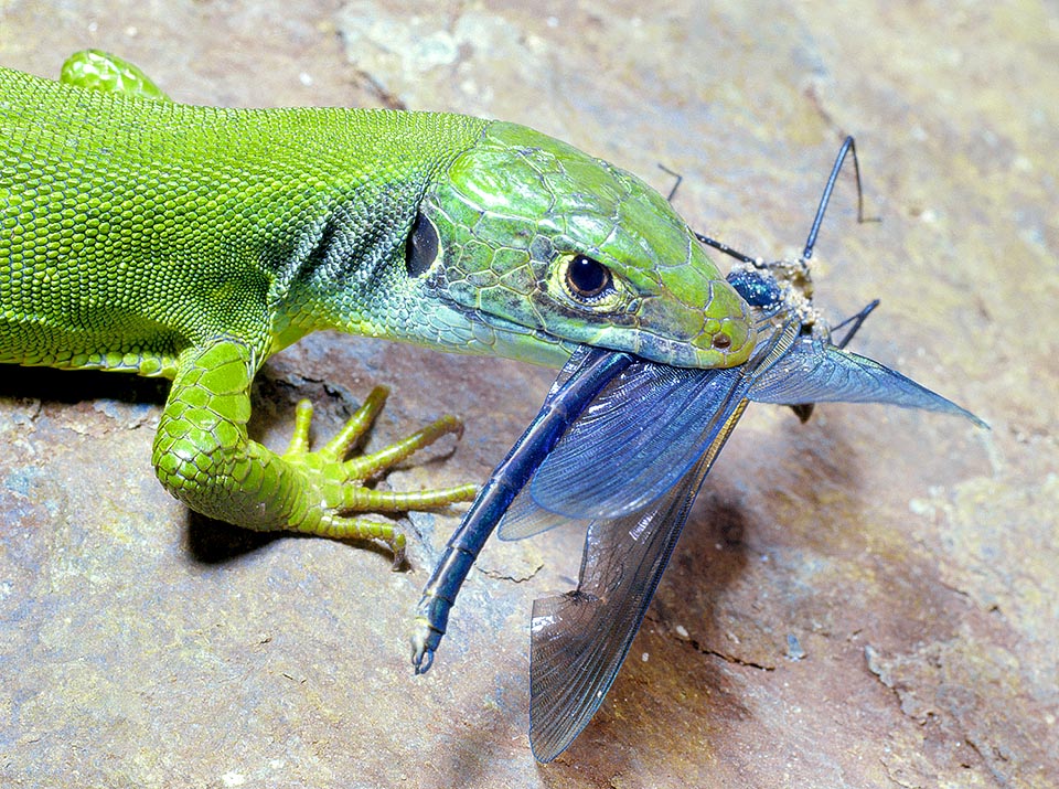 Lacerta bilineata, Lacerta viridis, Western green lizard, Lacertidae