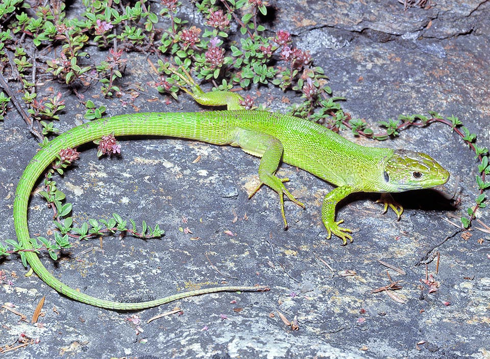 Lacerta bilineata, Lacerta viridis, Western green lizard, Lacertidae