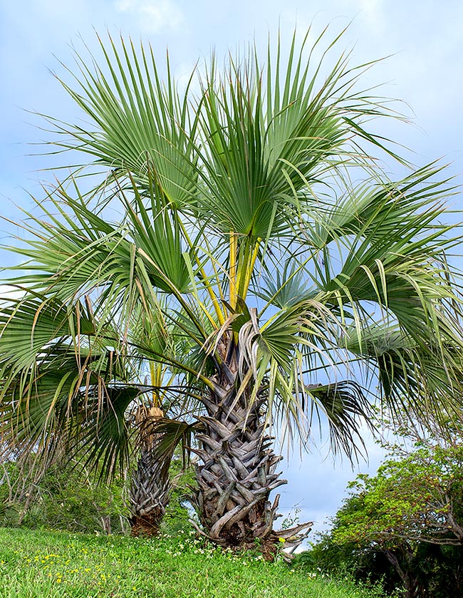 Medemia argum, Arecaceae 