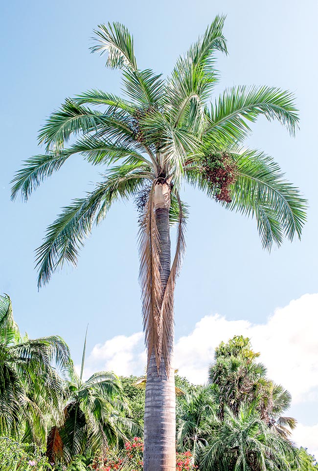 Pseudophoenix lediniana, Arecaceae 