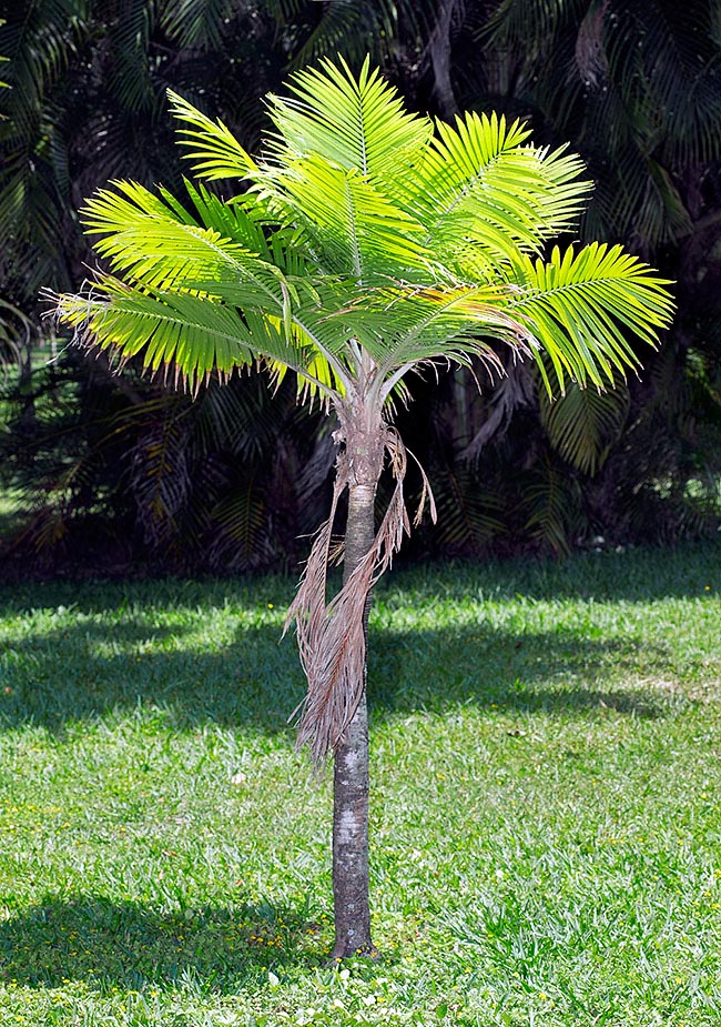 Ravenea hildebrandtii, Arecaceae, dwarf majesty palm
