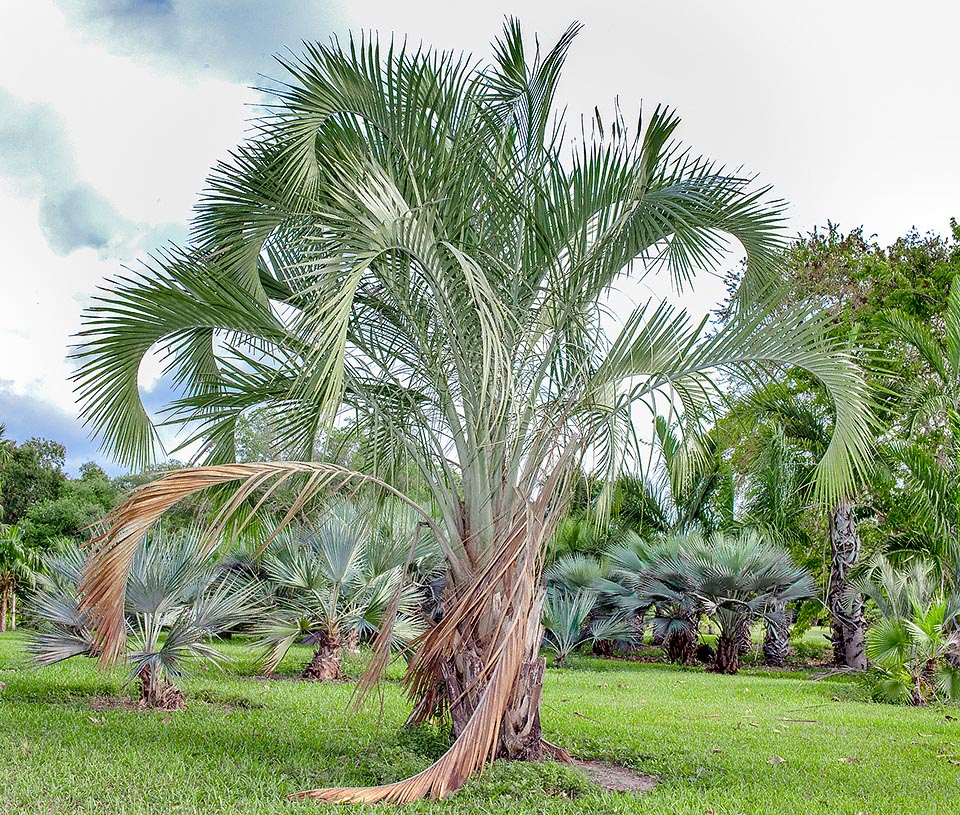 Ravenea xerophila, Arecaceae, Palme