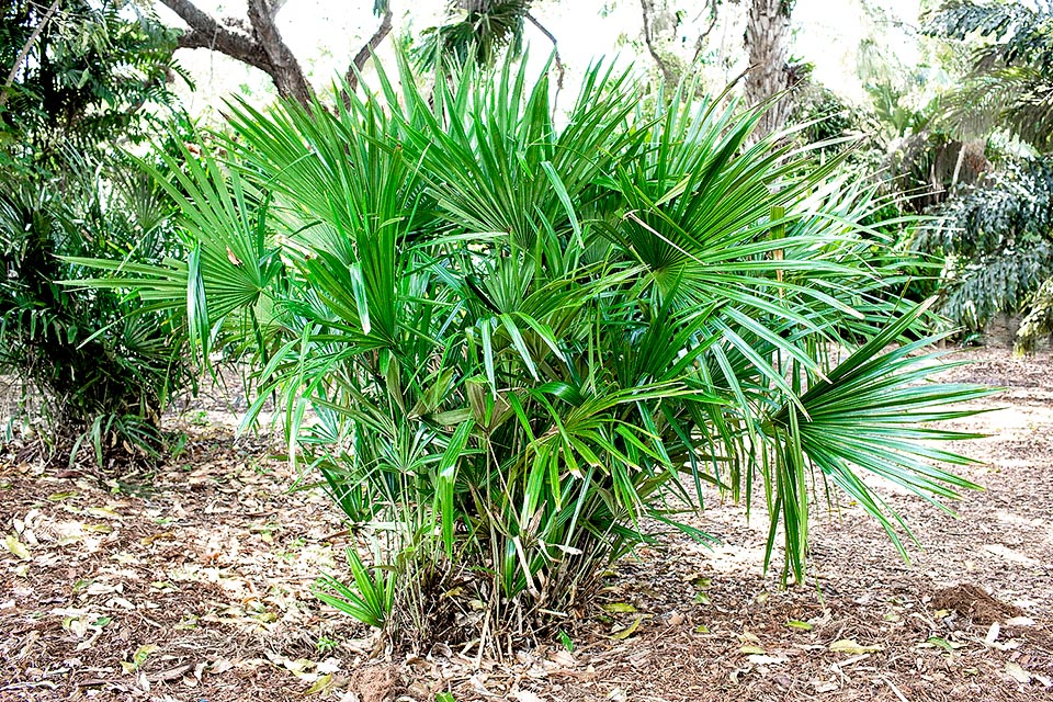 Rhapidophyllum hystrix, Arecaceae, needle palm, needle palmetto, vegetable porcupine