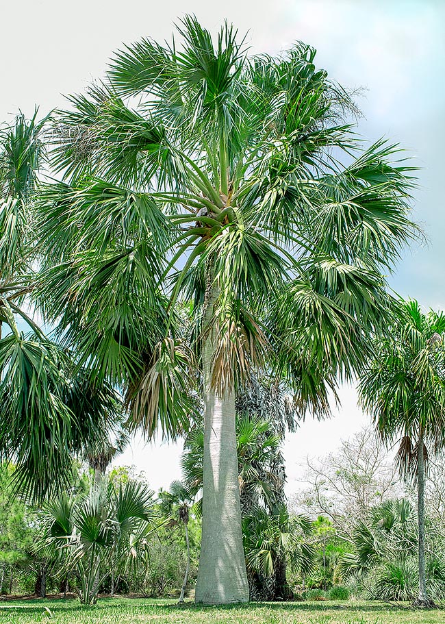 Sabal domingensis, Arecaceae, Palme
