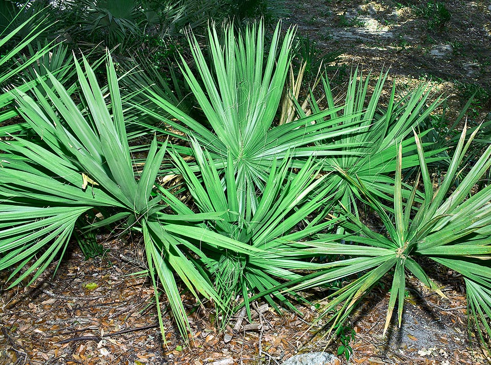 Sabal etonia, Arecaceae, Palme 